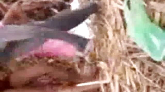 सेक्सी मैदान हिंदी पिक्चर सेक्सी मूवी पिक्चर पर खेलता है